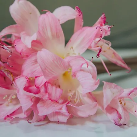 Casa Luis De Camoes - Boutique & Literary House Landhaus Santar