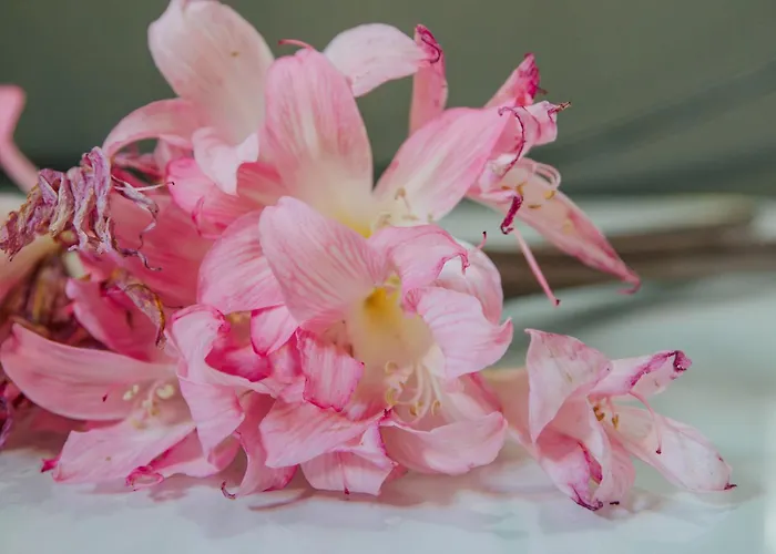 Casa Luis De Camoes - Boutique & Literary House בית כפרי Santar