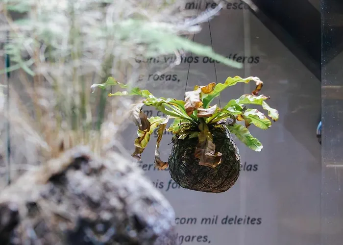 בית כפרי Casa Luis De Camoes - Boutique & Literary House